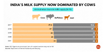 Cows moo past buffaloes as India’s milk supply champions - Dairy News 7X7