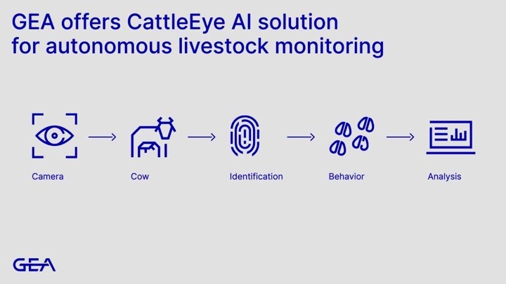 Gea takesover cattle eye dairynews7x7