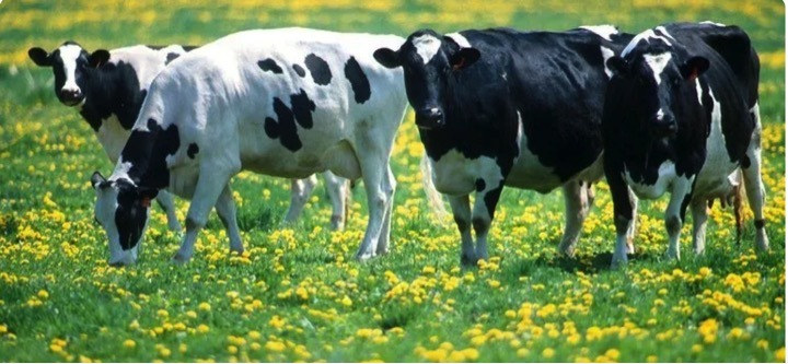 dairy innovation hub methane emission dairynews7x7