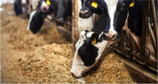 mysterious cow disease in texas dairynews7x7