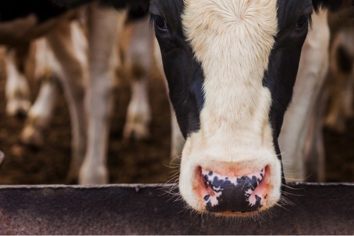 WOAH warning against HPAI cow dairynews7x7