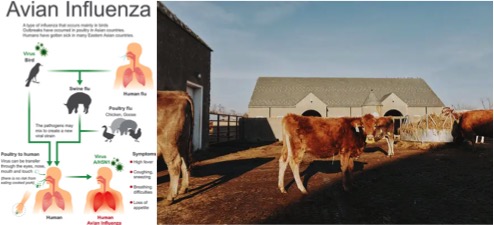 avian flu human and cow infected dairynews7x7