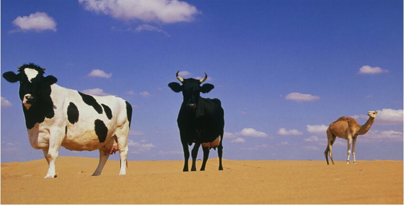 elisa test cow milk mixed in camel milk dairynews7x7
