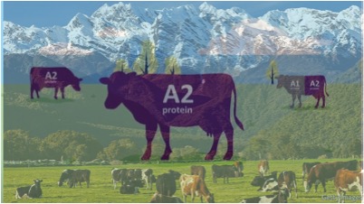 a2 milk increase in New zealand dairynews7x7