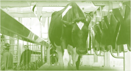 future of dairy technology dairynews7x7
