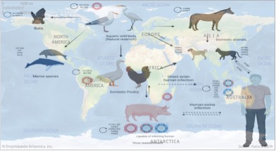 mammary gland host avain flu dairynews7x7
