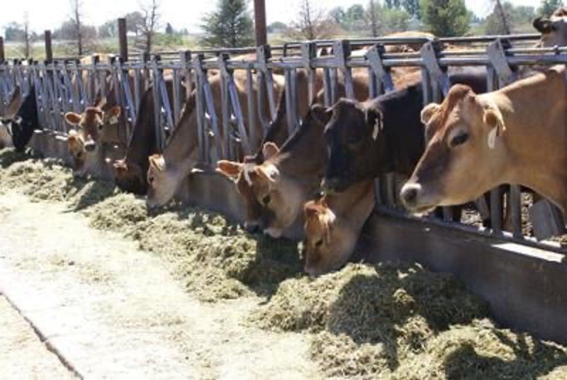 Idaho dairy processors net zero skeptical dairynews7x7