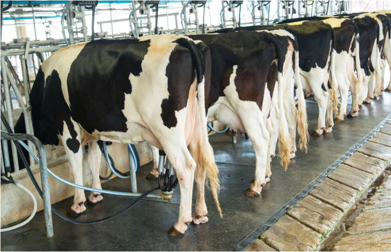 dairy training program australia dairynews7x7
