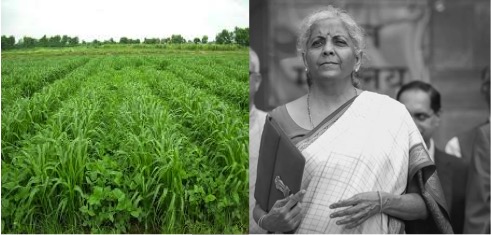 Budget 2025 ignored Fodder for dairy farmers 15 fodder ignored in budget fy 25 dairynews7x7