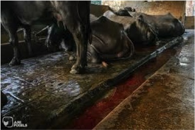 Buffalo Milk will be sold at Rs 89 per liter From Sep1 in Mumbai 2 buffalo milk price increase in Mumbai dairynews7x7