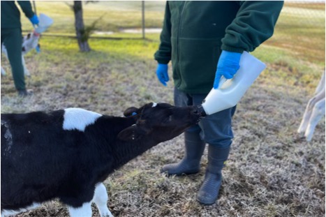 prisoners dairy farming career on release dairynews7x7