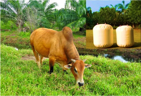 Can India Emerge as a Global Leader in Sustainable Dairy farming? 6 sustainable dairy farming India dairynews7x7