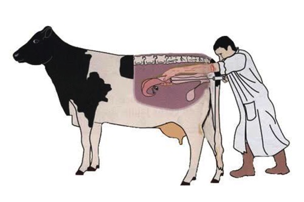3 million artificial insemination punjab dairynews7x7