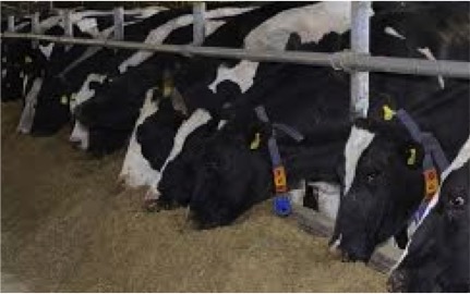 bl agro mou delaval sweden dairynews7x7