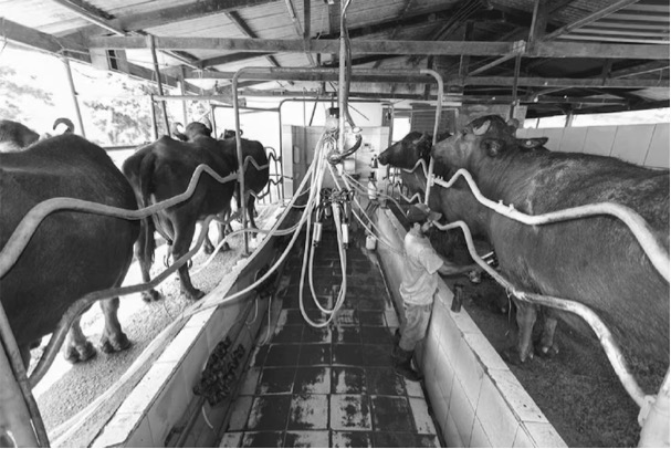 Major Progress in Climate-Resilient Milch Cattle Research 4 climate resilient milch cattle dairynews7x7
